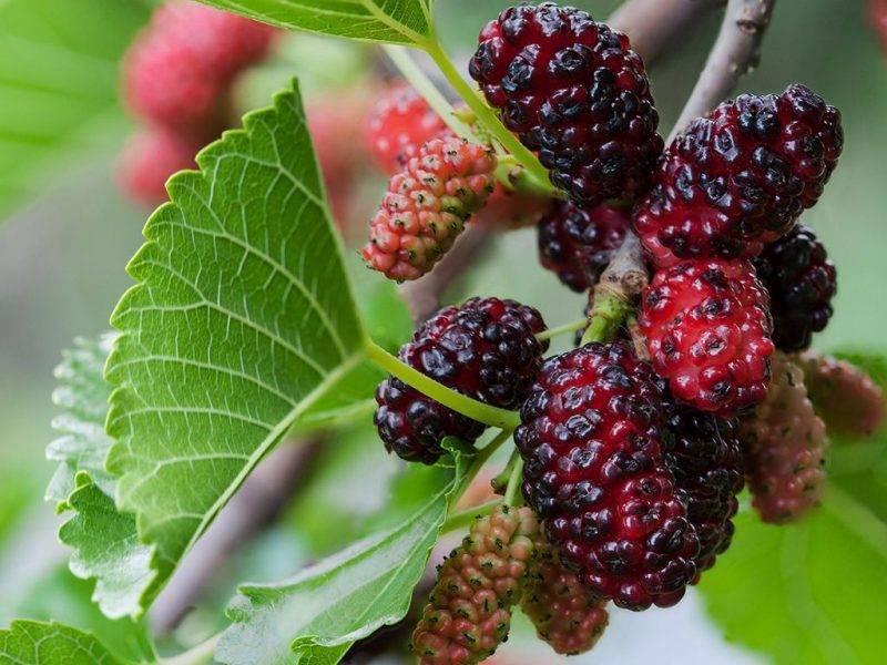 Шелковица купить саженцы из питомнике в Прокопьевске