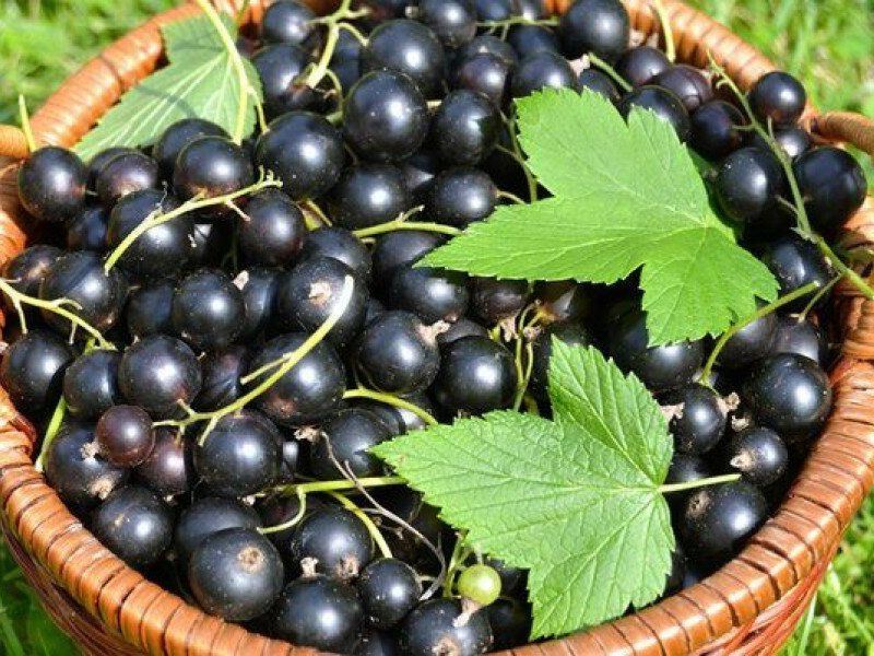 Смородина купить саженцы из питомника в Прокопьевске