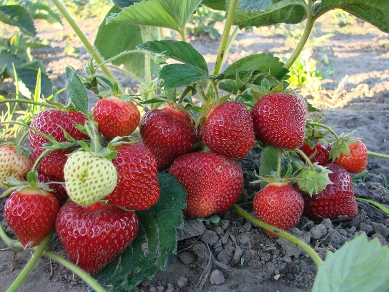 Клубника купить саженцы из питомника в Прокопьевске