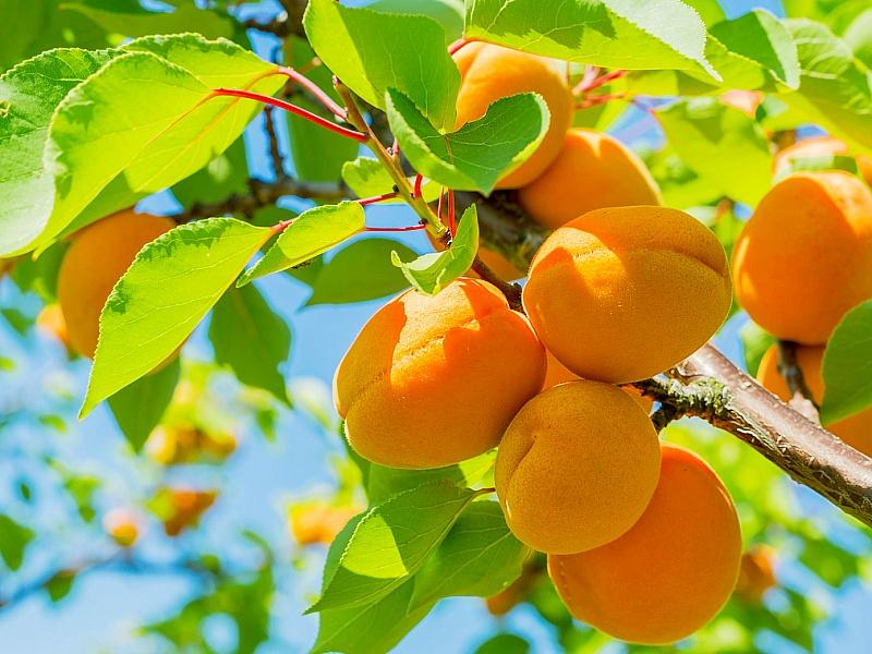 Абрикос купить саженцы из питомнике в Прокопьевске