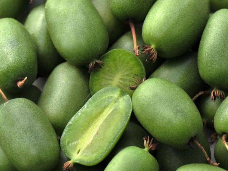 Актинидия купить саженцы из питомнике в Прокопьевске