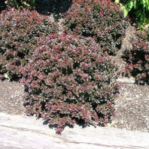 Барбарис "ПИГМИ РУБИ"