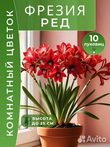 Фрезия Ред луковицы 10 шт.