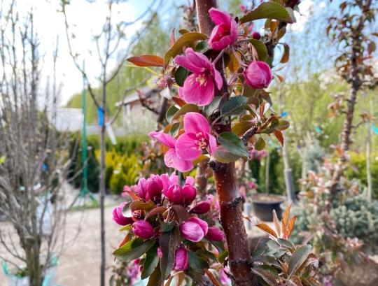 Яблоня колоновидная "ГРАНАТОВЫЙ БРАСЛЕТ"